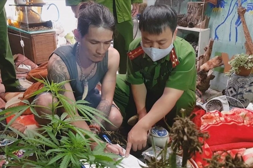 Công an tỉnh Lâm Đồng phát hiện, xử lý một vụ trồng cần sa trên địa bàn TP.Đà Lạt. Ảnh: Hồng Sơ