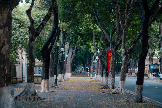 Chớm hè, nhiều tuyến đường Hà Nội như thay một chiếc áo mới với những thảm lá sấu vàng. (Ảnh: Minh Sơn/Vietnam+)