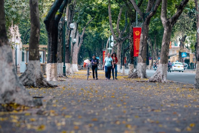 Bao giờ cũng vậy, trước khi vào hè, nhiều đường phố của Hà Nội như lạc vào tranh mùa thu với những thảm lá sấu rụng phủ kín bước chân người. (Ảnh: Minh Sơn/Vietnam+)
