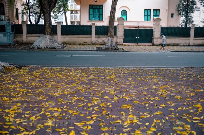Sau cơn mưa sớm, những hàng sấu trên đường Phan Đình Phùng càng trút nhiều lá hơn. (Ảnh: Minh Sơn/Vietnam+)