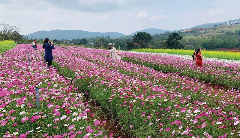Vườn hoa Chân trời ở Hướng Tân, Hướng Hoá thu hút nhiều khách đến tham quan và chụp ảnh - Ảnh: K.S​