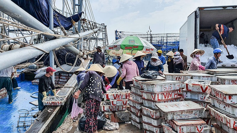 Đưa hải sản đánh bắt được vào bờ tại cảng cá Cửa Việt - Ảnh: N.Q​