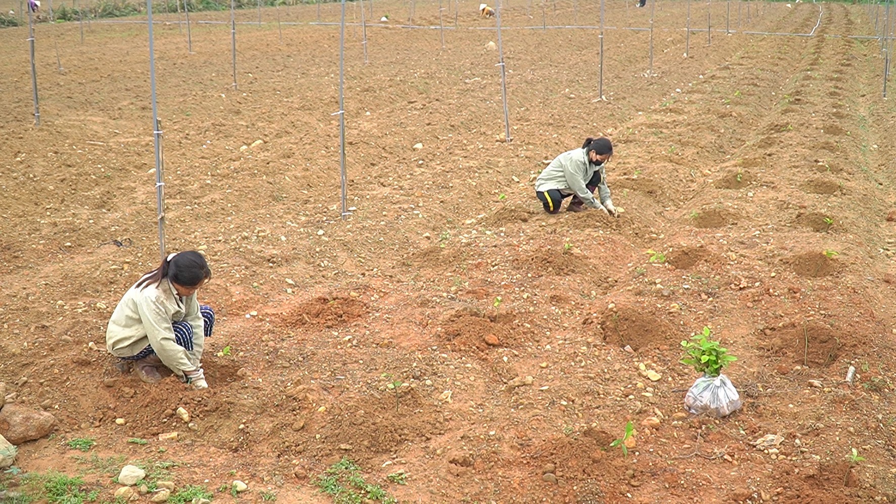Nông dân xã Cam Thành triển khai trồng cây dược liệu an xoa - Ảnh: A.V