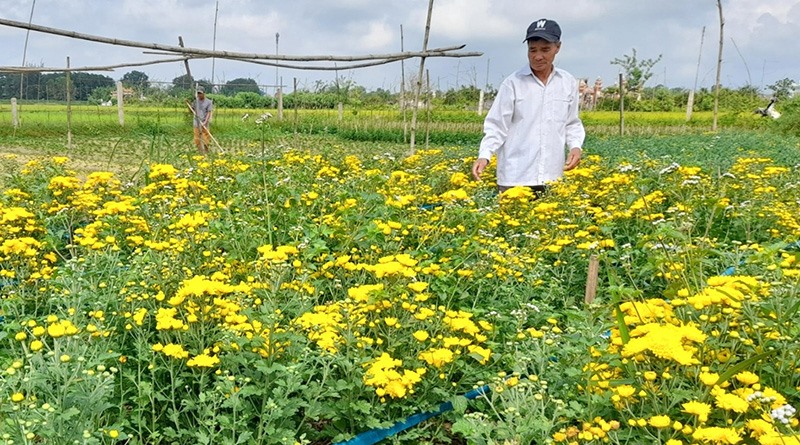 Mô hình trồng hoa mang lại nguồn thu nhập ổn định cho gia đình ông Tiên - Ảnh: M.L​