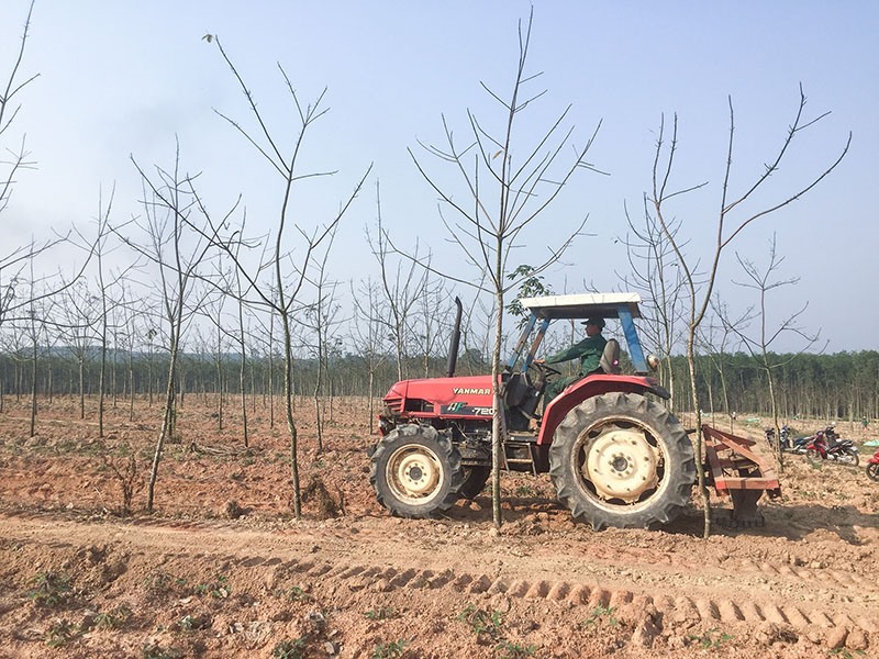 Bón phân cho cây cao su trên vùng Tây Gio Linh - Ảnh: PV​