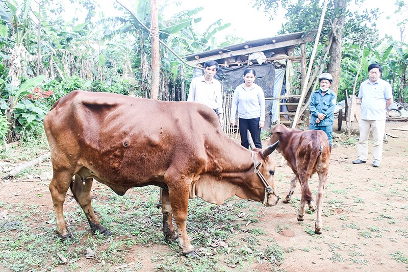 Kiểm tra gia súc mắc bệnh viêm da nổi cục tại huyện Vĩnh Linh - Ảnh: L.A​