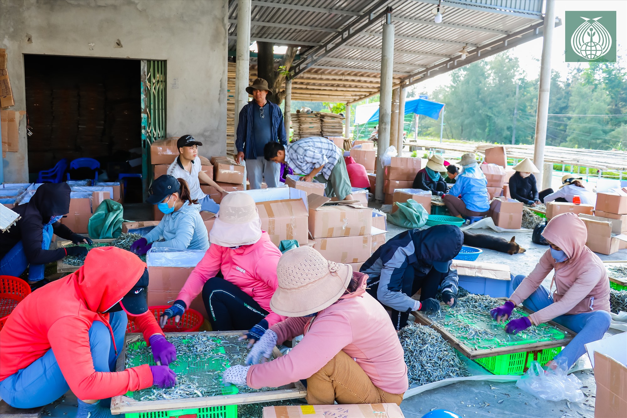 Cơ sở sơ chế đóng gói cá khô tại thị trấn Cửa Việt (Gio Linh, Quảng Trị0 đang vào thời gian cao điểm