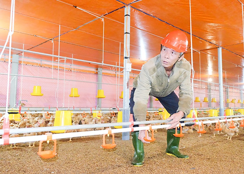 Trang trại nuôi gà theo hướng liên kết của anh Trần Hữu Thụ mang lại hiệu quả kinh tế cao -Ảnh: PHƯƠNG NGA​