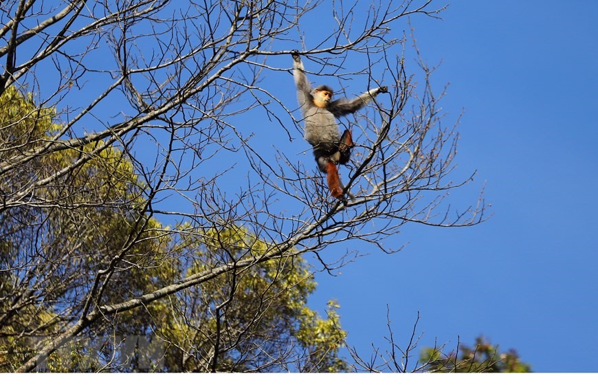 Vườn quốc gia Bạch Mã hiện có khoảng 15 đàn voọc chà vá chân nâu sinh sống. (Ảnh: Đỗ Trưởng/TTXVN)