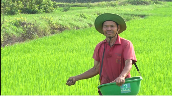 Môi trường tại những cánh đồng của xã Triệu Hòa (Triệu Phong, Quảng Trị) đã xanh, sạch, đẹp hơn nhờ việc canh tác lúa theo hướng hữu cơ. Ảnh: PVT.