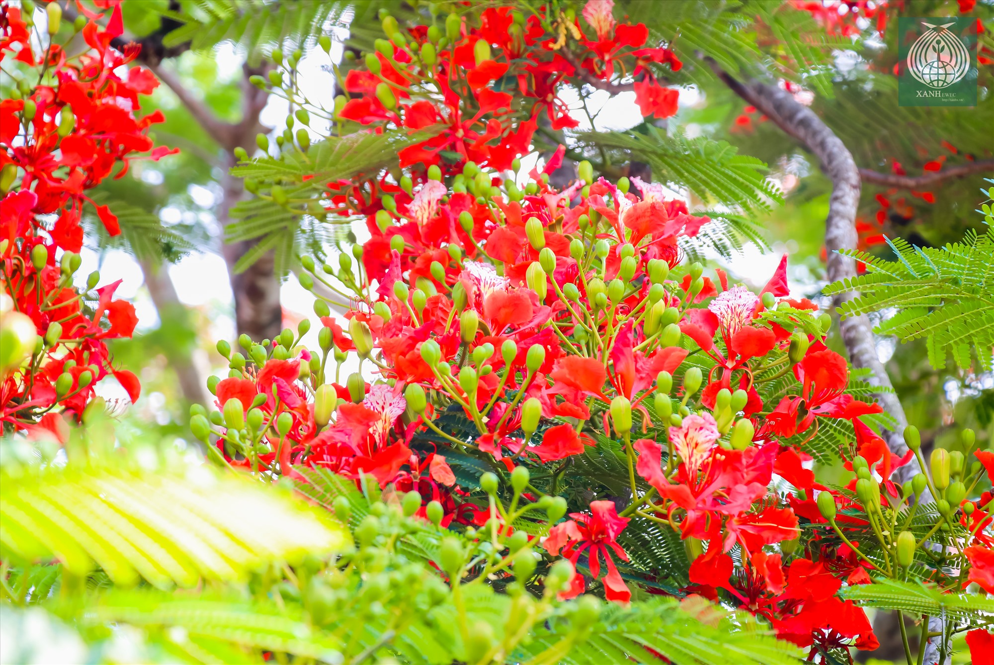 Với sắc đỏ rực rỡ, hoa mọc thành chùm dày đặc, chóng tàn, phượng đỏ thường khiến người ta liên tưởng đến hình ảnh ngọn lửa.