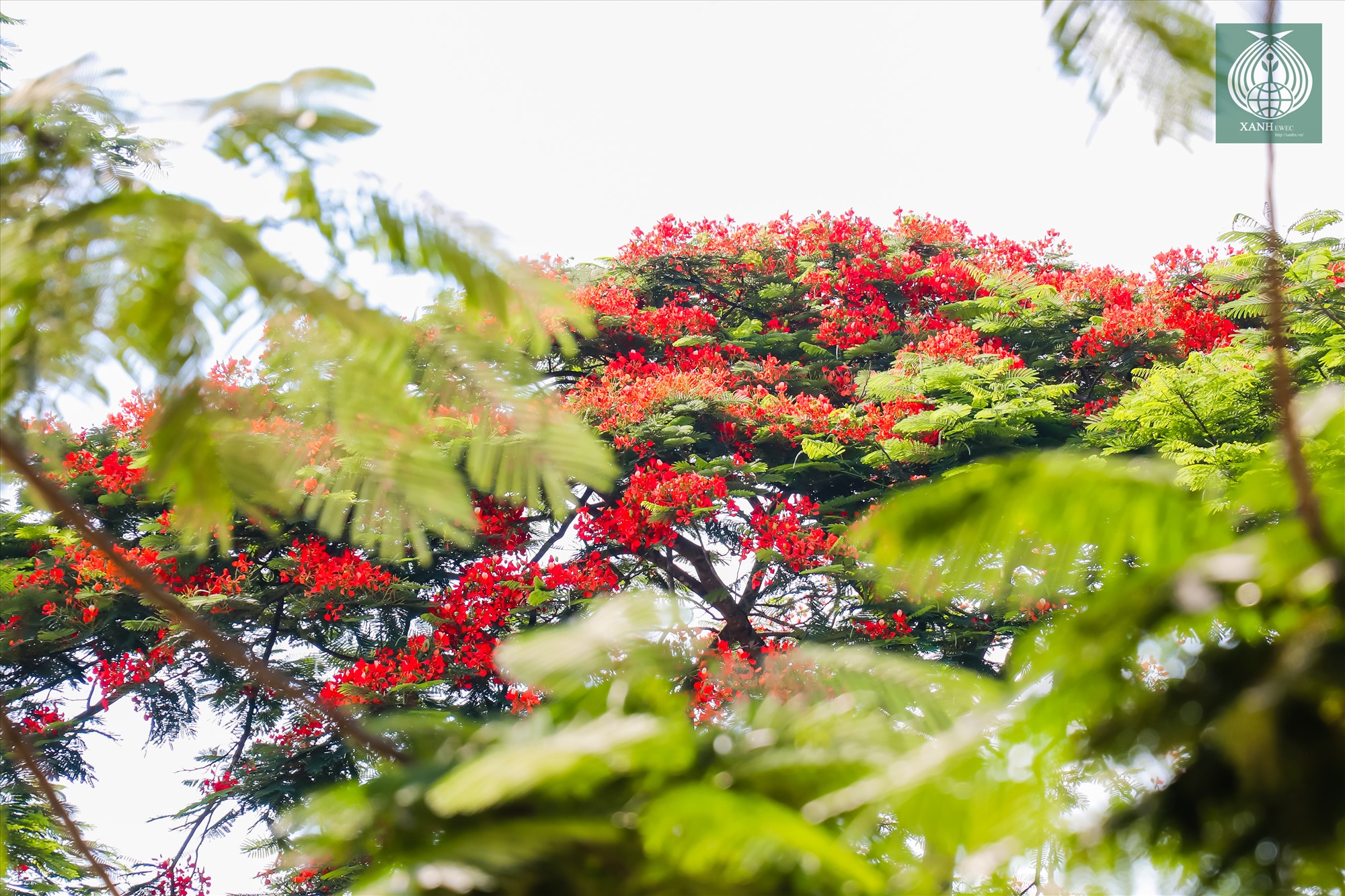Đây là loài hoa đặc trưng của mùa hạ, những ngày này, hoa phượng đang nở đỏ rực cả bầu trời.