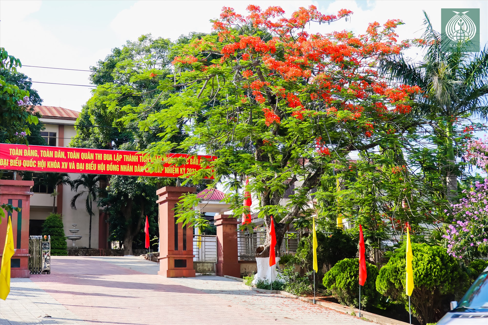 Một cây phượng đỏ đã đến độ nở rộ trước trụ sở UBND huyện Hướng Hóa (Quảng Trị) trong ánh nắng vàng mùa hạ.