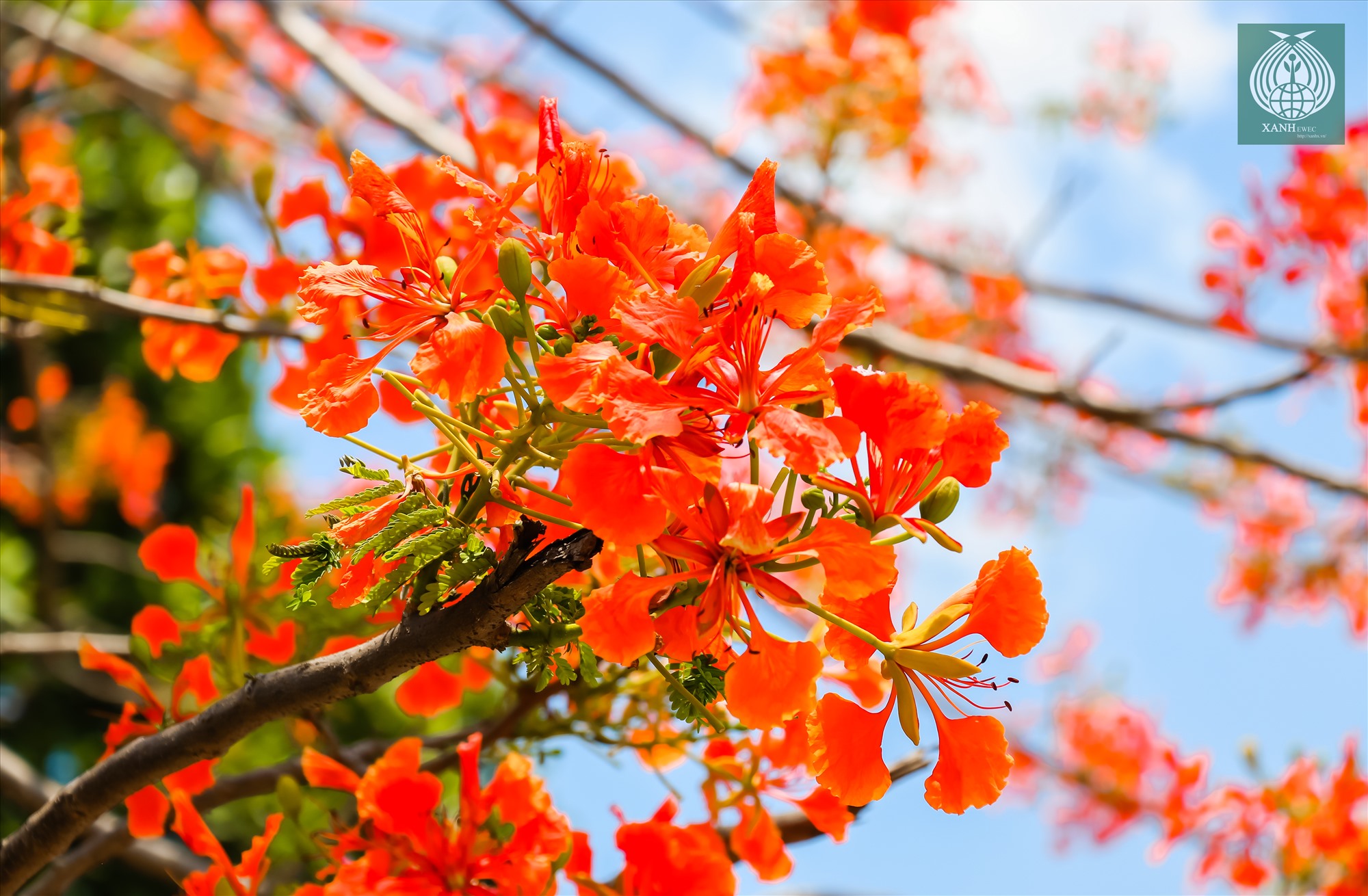 Hoa phượng thường có 4 cánh màu đỏ, cánh còn lại là màu trắng cam. Trời càng nắng gắt, hoa nở càng đẹp.