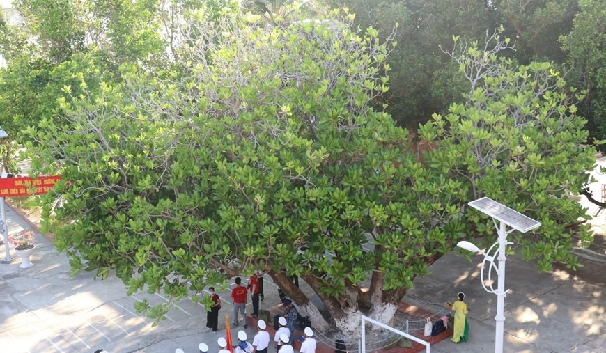 46 năm sau ngày giải phóng, quần đảo Trường Sa (huyện Trường Sa, tỉnh Khánh Hòa) đã khoác lên mình chiếc áo mới. Không chỉ có màu xanh của biển, trên các đảo đã phủ kín màu xanh của cây, của những vườn rau chiến sỹ. Đặc biệt, tại các đảo Song Tử Tây, Sơn Ca, Nam Yết và Sinh Tồn có 4 cây gồm: 1 cây phong ba, 1 cây bàng vuông và 2 cây mù u. Những cây này có tuổi đời hơn 300 năm, đã được Hội bảo vệ thiên nhiên và môi trường Việt Nam công nhận là Cây di sản Việt Nam. (Ảnh: Sỹ Tuyên/TTXVN)