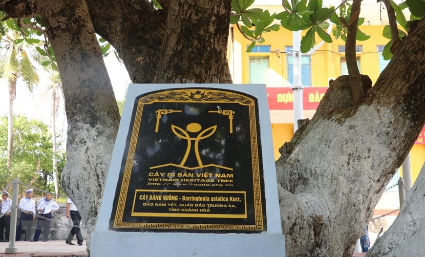 Cây bàng vuông trên đảo Nam Yết được công nhận là cây di sản Việt Nam. (Ảnh: Sỹ Tuyên/TTXVN)