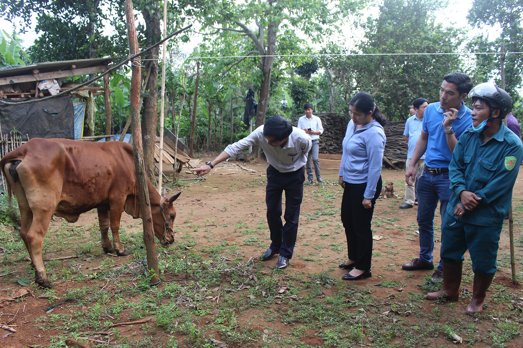 Kiểm tra bò bị bệnh tại xã Trung Nam-Ảnh: Phan Việt Toàn