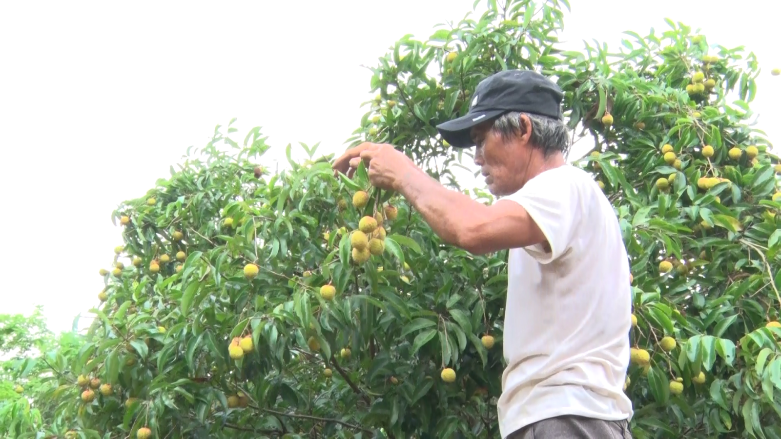 Ông Nguyễn Bình đang thu hoạch vải thiều