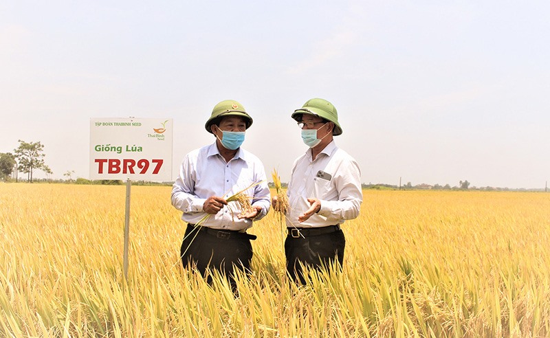 Ông Trần Mạnh Báo (bên phải) cùng lãnh đạo huyện Triệu Phong thăm đồng lúa sử dụng giống lúa TBR97 do Tập đoàn ThaiBinh Seed hỗ trợ - Ảnh: N.T​
