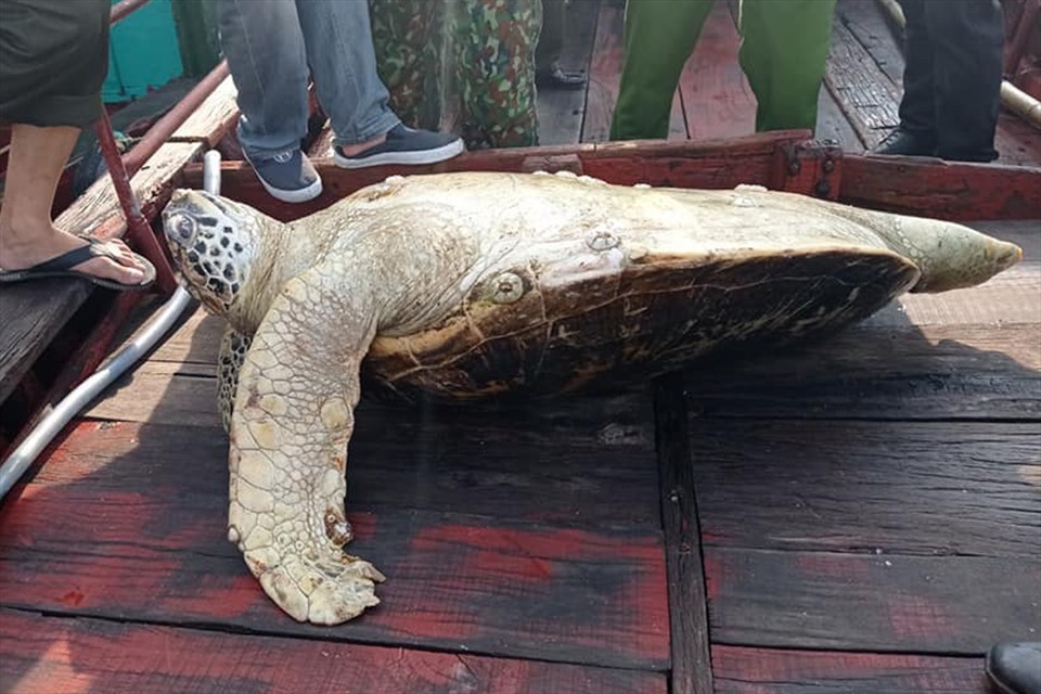 Cá thể rùa nặng khoảng 80kg được thả về biển Cửa Sót. Ảnh: TS.
