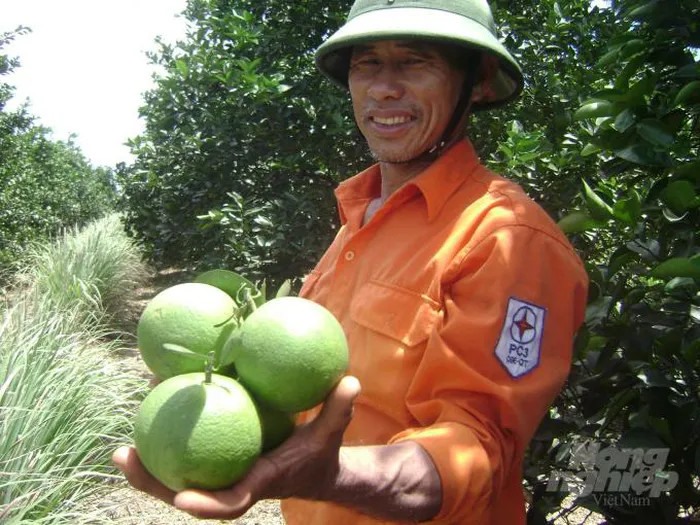 Ông Trần Ngọc Nhơn là một trong những nông dân tiên phong trồng cam ở vùng đồi K4. Ảnh: CĐ.