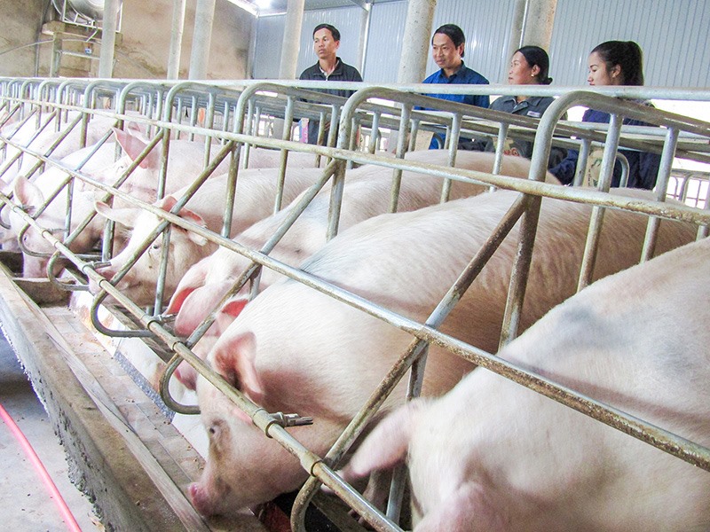 Mô hình chăn nuôi lợn mang lại hiệu quả kinh tế cao của gia đình anh Nguyễn Đông -Ảnh: NGỌC NHÂN​