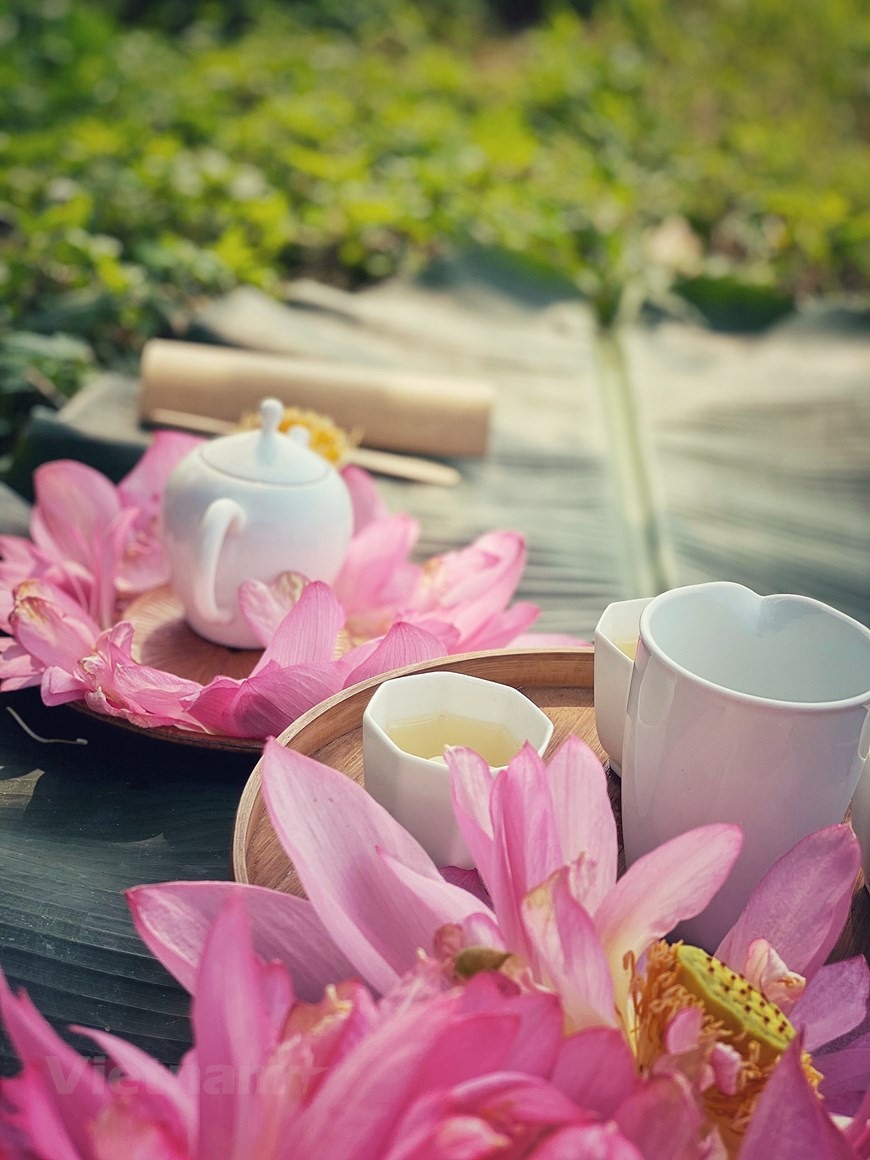 Những đóa bách diệp liên đầu mùa vừa được hái dưới đầm. Khi nắng gió Hạ về, gọi dậy những hương hoa thanh ngát trong đầm cũng là thời điểm người yêu trà được thưởng thức thức trà sen đặc biệt được ủ trong những búp sen hồng nồng đượm. (Ảnh: Xuân Mai/Vietnam+)