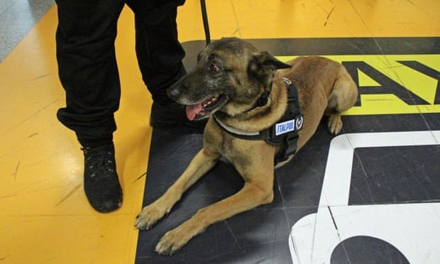 Một chú chó 'đánh hơi' COVID-19 tại sân bay Fiumicino ở Rome, Italy. Ảnh: EPA