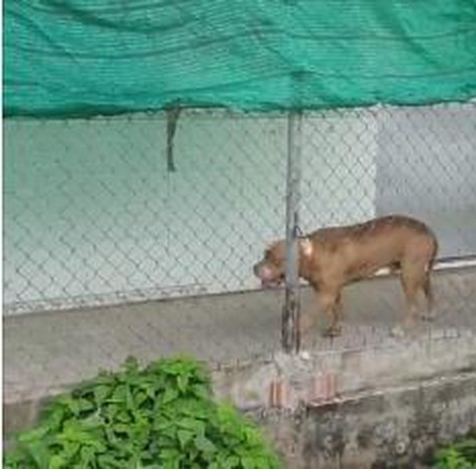 Hình ảnh con chó Pitbull bị nhốt ở nhà sau khi cắn một người tử vong.