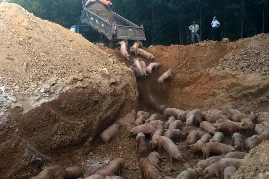 Tiêu hủy lô lợn nhập khẩu trị giá hơn 6,2 tỉ đồng bị dịch tả lợn Châu Phi. Ảnh: CL.