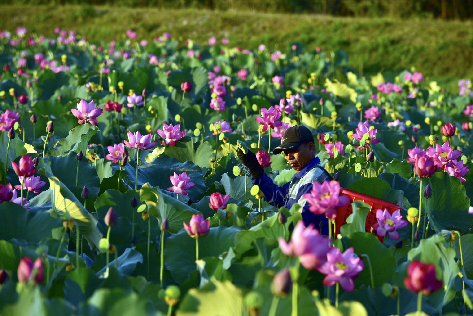 Hoa sen hồng là loài hoa tượng trưng cho phẩm cách người Việt vươn lên mọi hoàn cảnh và được đề cử là quốc hoa Việt Nam.