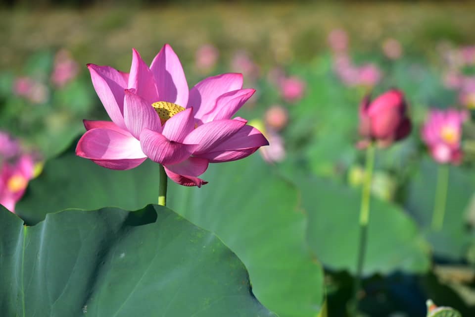 Hoa sen hồng là loài hoa tượng trưng cho phẩm cách người Việt vươn lên mọi hoàn cảnh và được đề cử là quốc hoa Việt Nam.