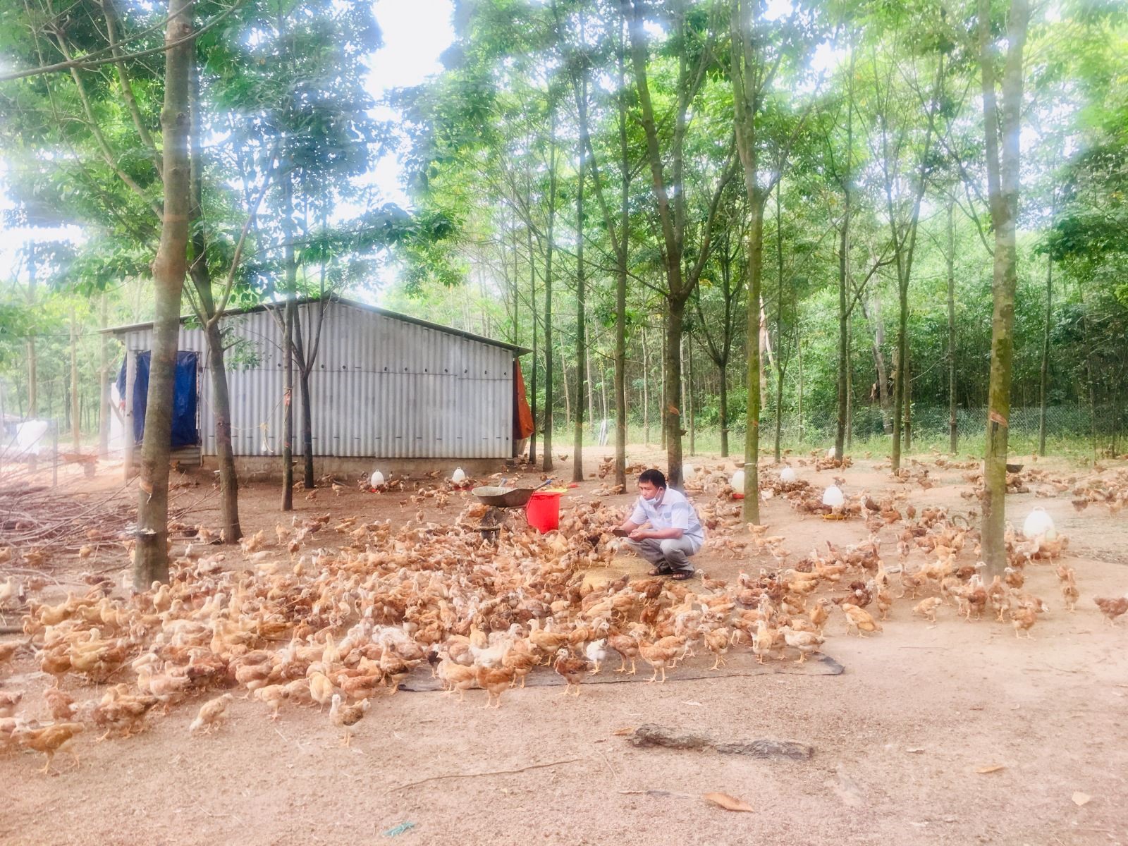 Anh Trần Đăng Vương đang thực hiện video clip chia sẻ về hiệu quả nuôi gà bằng thức ăn từ ấu trùng ruồi lính đen tại trang trại ở xã Vĩnh Chấp huyện Vĩnh Linh