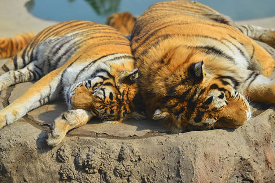 Hai con hổ ở Hà Nam, Trung Quốc đã bị bắn chết sau khi xổng ra ngoài cộng đồng. Ảnh: Tân Hoa Xã