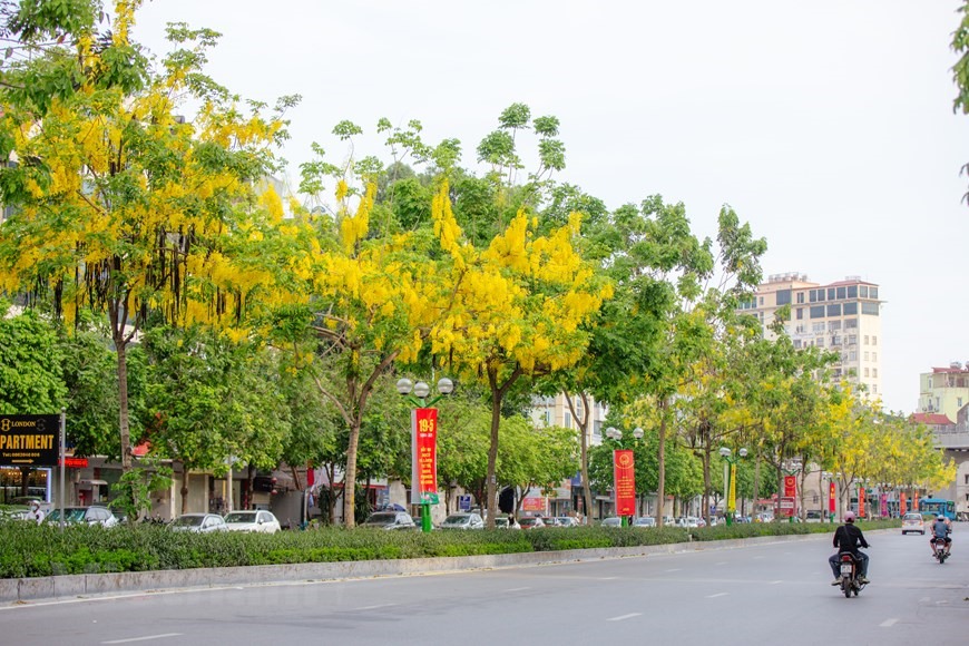 Mỗi độ tháng 5 về cũng là lúc hoa muồng hoàng yến bung sắc trên nhiều góc phố ở Hà Nội. (Ảnh: Minh Sơn/Vietnam+)