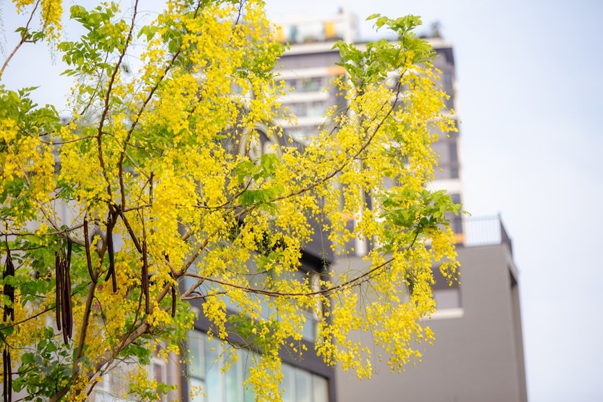 Muồng hoàng yến là loại cây rất hợp với đô thị với chiều cao từ 10-20 mét, đường kính thân cây khoảng 40cm. (Ảnh: Minh Sơn/Vietnam+)