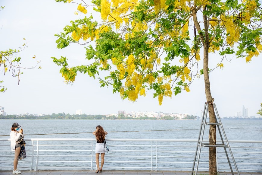 Cũng chỉ tại hồ Tây mới có khung cảnh lãng mạn với rặng hoa vàng rực. (Ảnh: Minh Sơn/Vietnam+)