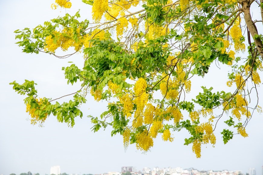 Một góc đường ven Hồ Tây bỗng trở nên xuyến xao, thơ mộng hơn với sắc vàng của hoa muồng hoàng yến. (Ảnh: Minh Sơn/Vietnam+)
