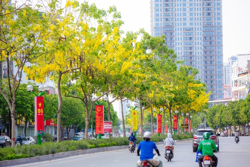 Dạo qua các tuyến phố ở Thủ đô, ai cũng phải đi chậm lại để ngắm sắc vàng rực trải dọc một con đường. (Ảnh: Minh Sơn/Vietnam+)