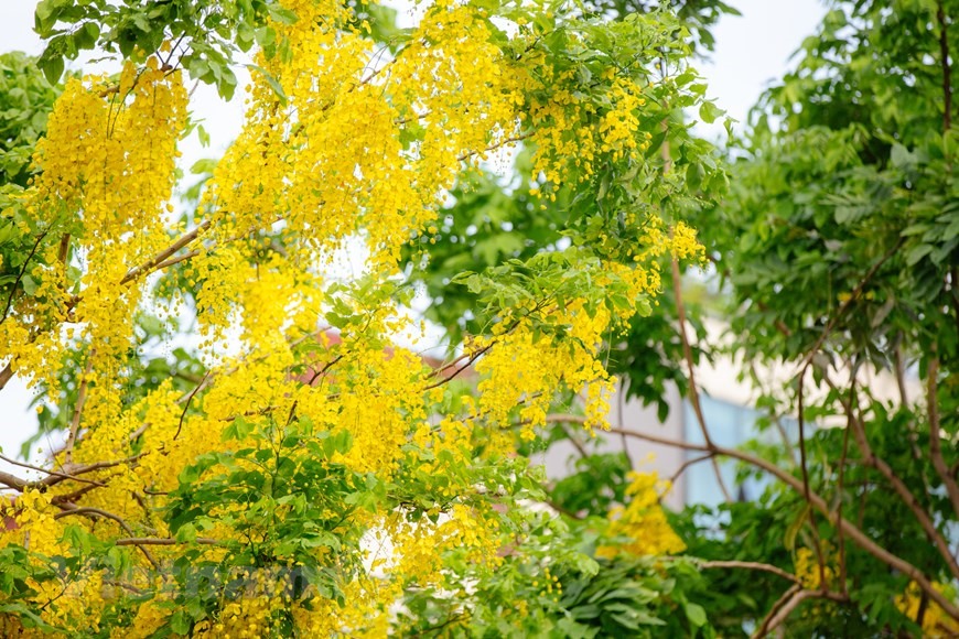 Những cây muồng hoàng yến khẳng khiu, nhỏ bé nhưng nổi bật bởi những chùm hoa vàng nở rộ cả góc trời. (Ảnh: Minh Sơn/Vietnam+)