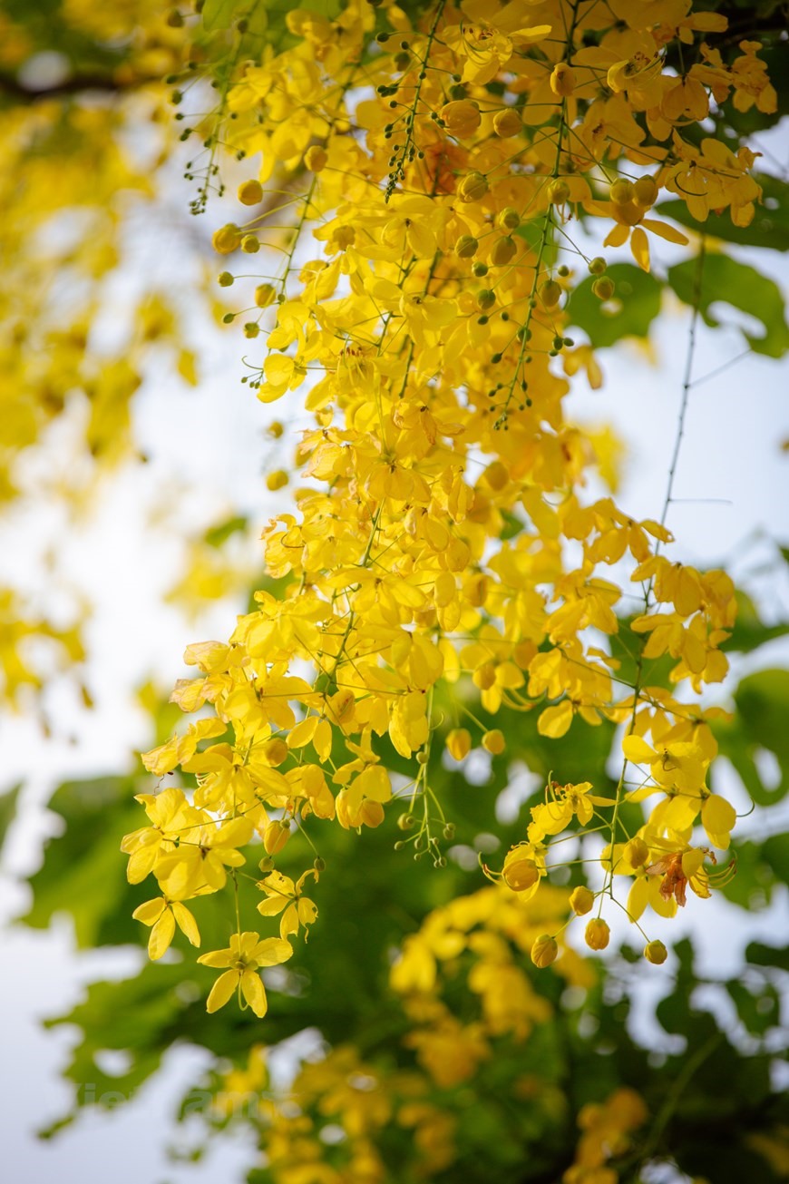 Ở Việt Nam, trên thị trường cây cảnh loài này còn có tên là Osaka hay Osaka hoa vàng. (Ảnh: Minh Sơn/Vietnam+)