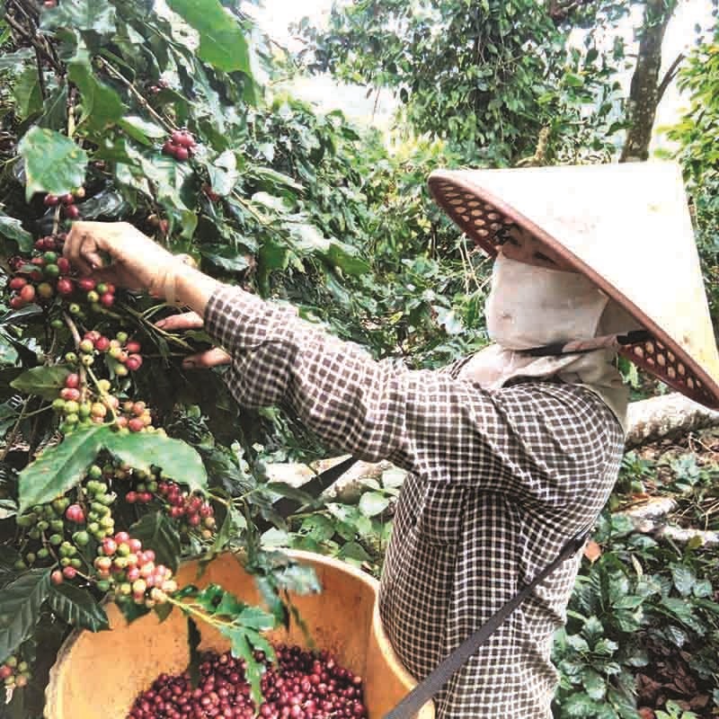 Thu hoạch cà phê - Ảnh: NVCC