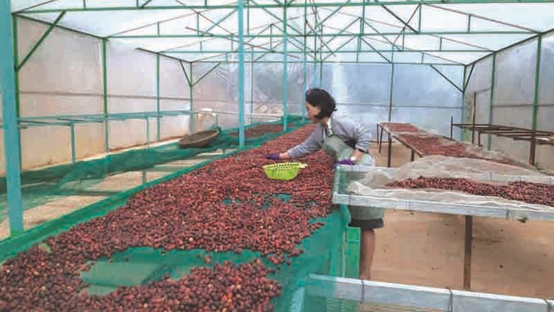 Giám đốc Pun coffee Lương Ngọc Trâm chăm chút từ công đoạn phơi cà phê đạt chuẩn - Ảnh: NVCC