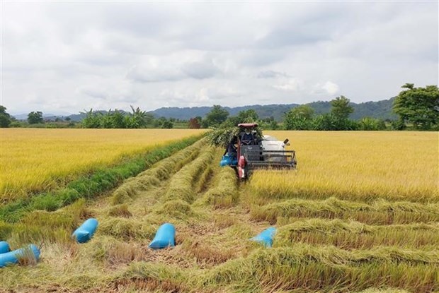 Nông dân xã Buôn Chóah, huyện Krông Nô, Đắk Nông, thu hoạch lúa Đông Xuân. (Ảnh: Ngọc Minh/TTXVN)