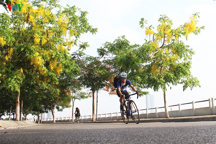 Khoảng 4 năm trở lại đây, trên đường phố Hà Nội xuất hiện nhiều cây Muồng hoàng yến hơn.