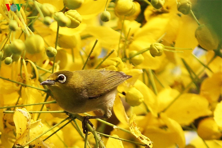 Sắc vàng của hoa Muồng hoàng yến khiến những chú chim khuyên với bộ lông trở nên rực rỡ hơn.