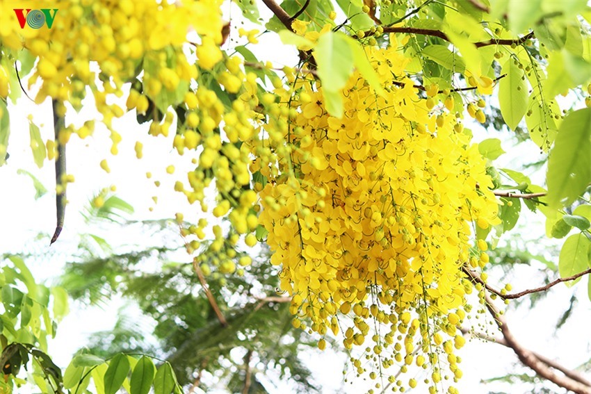 Muồng hoàng yến còn là quốc hoa của Thái Lan và tại đây nó được gọi là dok khuen; màu hoa vàng tượng trưng cho Hoàng gia.