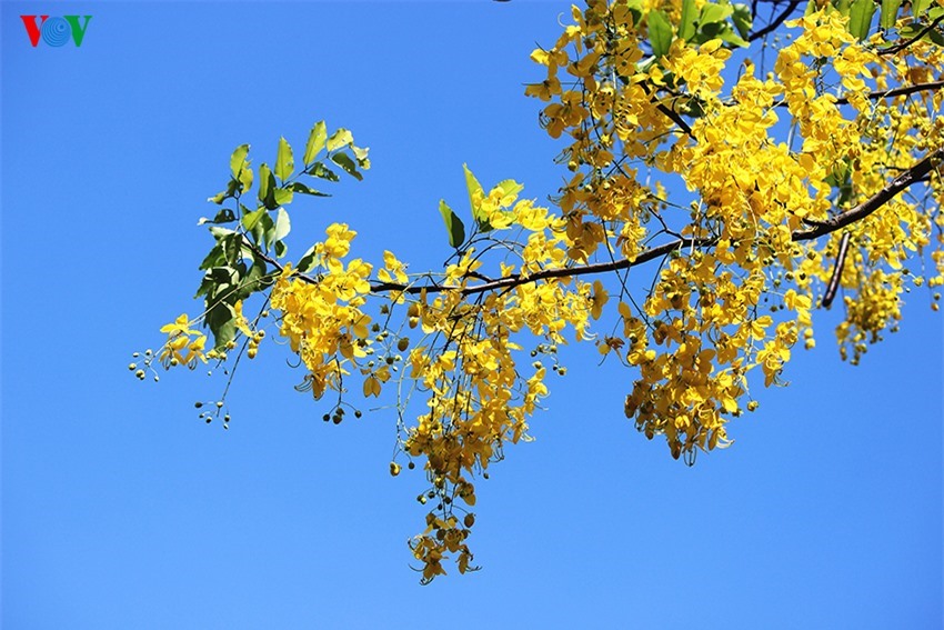Những bông hoa vàng rực nổi bật trên nền trời mùa hè xanh biếc.