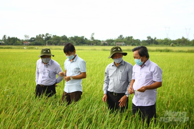 Tỉnh Quảng Trị đang xây dựng thương hiệu sản phẩm gạo sạch, gạo hữu cơ để xuất khẩu. Ảnh: Công Điền.
