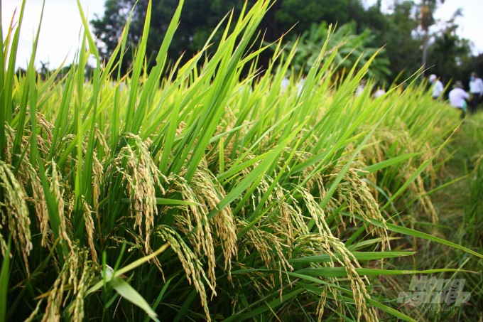 Dự án liên kết trồng lúa hữu cơ, VietGAP giúp nông dân gia tăng thu nhập trên cánh đồng. Ảnh: Công Điền.